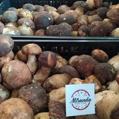 miranda pizzeria gourmet nettuno